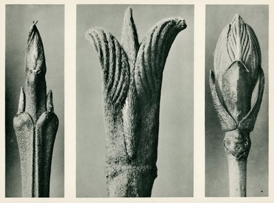 Cornus Brachypoda。 1929（グラビア） 作： Karl Blossfeldt